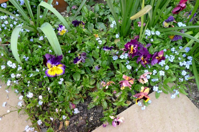 Pansies and forget-me-nots